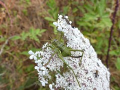 Uromenus brevicollis