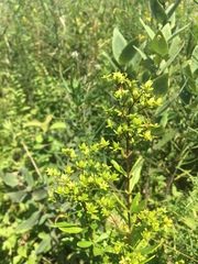 Hypericum lobocarpum
