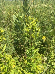 Hypericum lobocarpum