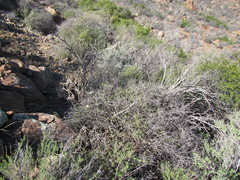 Felicia brevifolia
