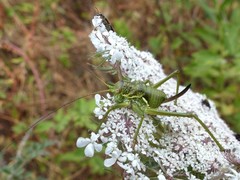 Uromenus brevicollis