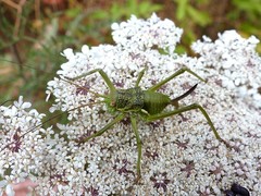 Uromenus brevicollis
