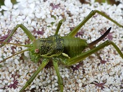 Uromenus brevicollis