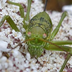 Uromenus brevicollis
