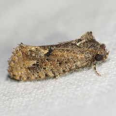 Acrolophus cockerelli