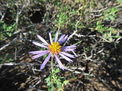 Felicia brevifolia