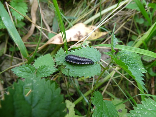 Sad Carrion Beetle photo 5