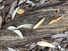 Eucalyptus pilularis