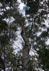 Eucalyptus pilularis