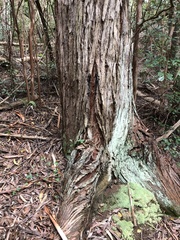 Eucalyptus pilularis