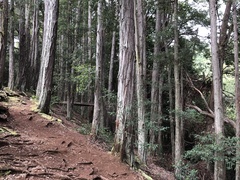 Eucalyptus pilularis
