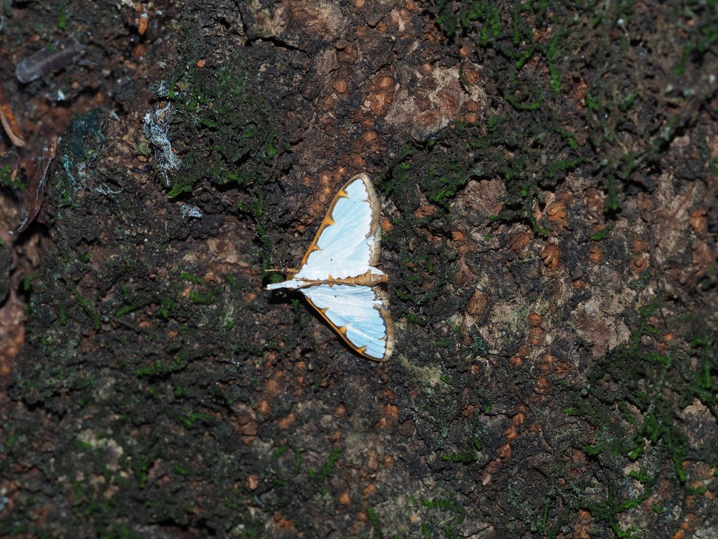 Cirrhochrista spinuella