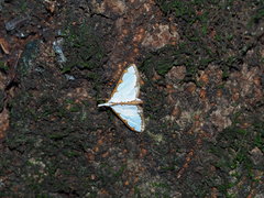 Cirrhochrista spinuella