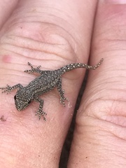 Lygodactylus bradfieldi