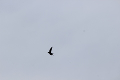 Hemiprocne longipennis