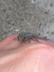 Lygodactylus bradfieldi