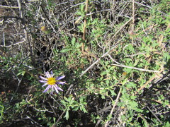 Felicia brevifolia