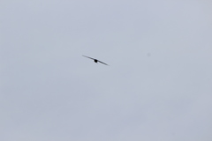 Hemiprocne longipennis