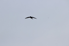 Hemiprocne longipennis