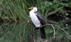 Little Pied Cormorant - Photo (c) Alan Melville, some rights reserved (CC BY-NC-ND), uploaded by Alan Melville