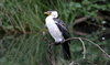 Little Pied Cormorant - Photo (c) Alan Melville, some rights reserved (CC BY-NC-ND), uploaded by Alan Melville