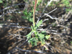 Felicia brevifolia