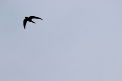 Hemiprocne longipennis