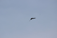 Hemiprocne longipennis