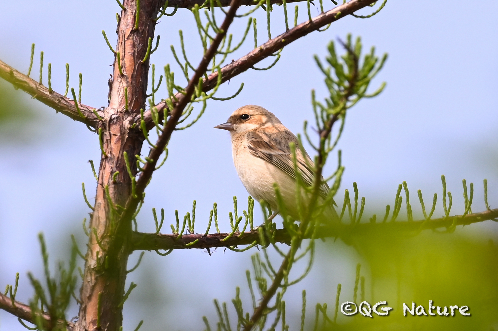 Chinese Penduline Tit