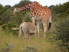 Giraffa camelopardalis reticulata