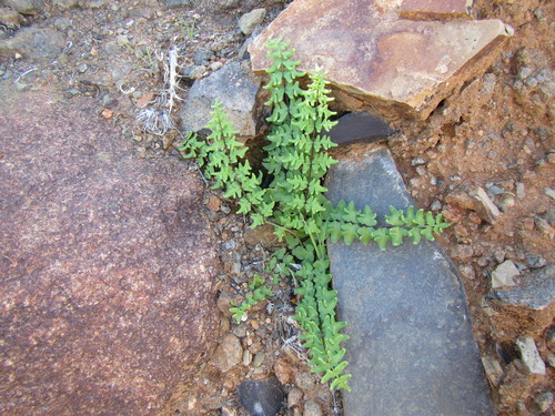 Image of Cheilanthes namaquensis by (c) douglaseustonbrown, some rights reserved (CC BY-SA)