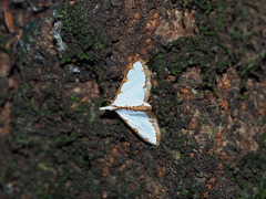Cirrhochrista spinuella