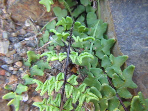 Image of Cheilanthes namaquensis by (c) douglaseustonbrown, some rights reserved (CC BY-SA)