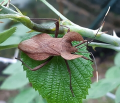 Molipteryx hardwickii