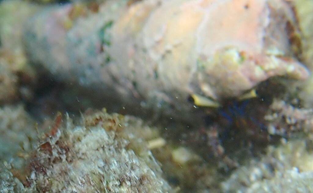 Black-eyed hermit crab