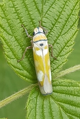 Sochinsogonia lineiceps