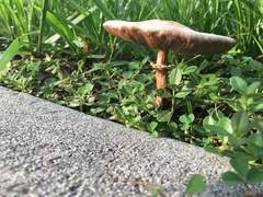 Chlorophyllum molybdites image