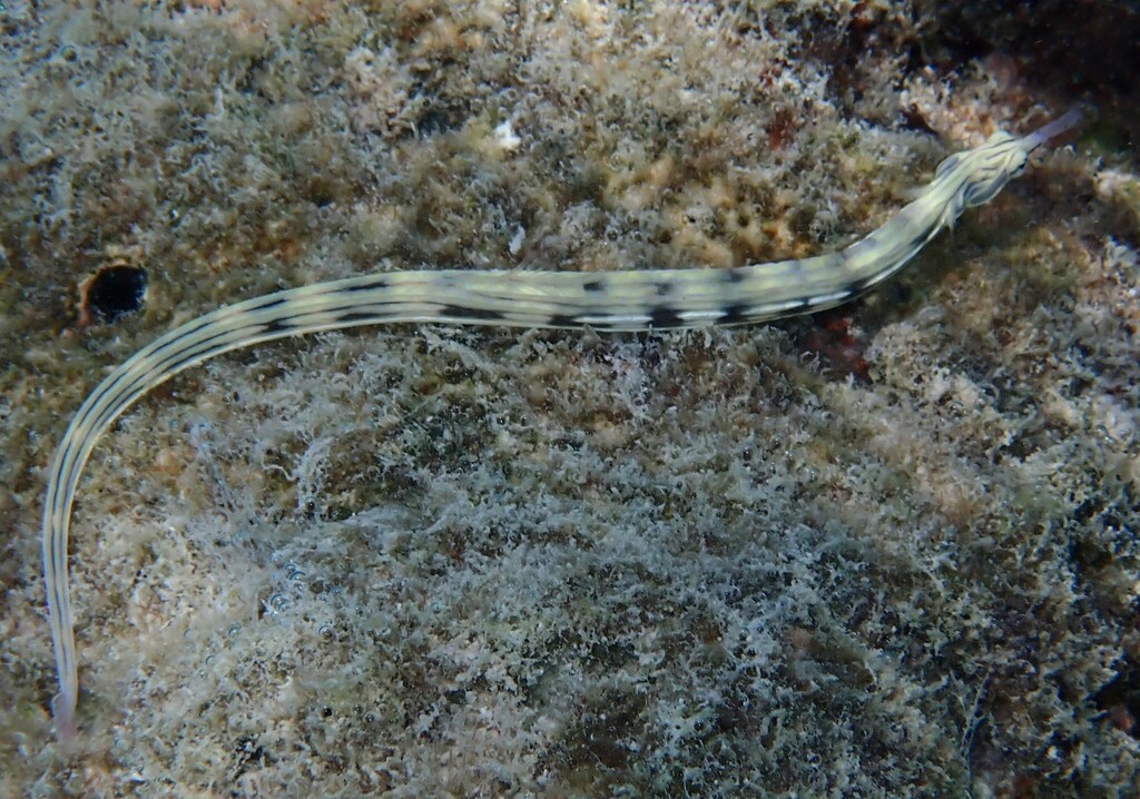 Bloodspot Pipefish