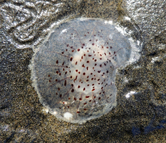 Desmonema gaudichaudi