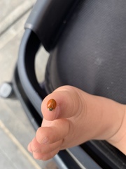 Harmonia axyridis