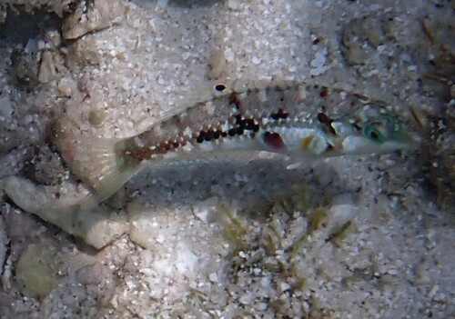 Cloud wrasse (Halichoeres nebulosus) — Labridae — 5