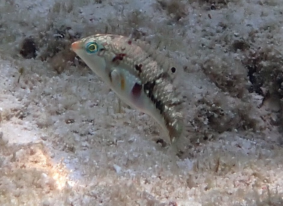 Nebulous wrasse