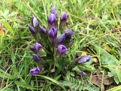 Gentianeae