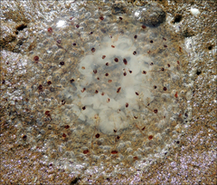 Desmonema gaudichaudi