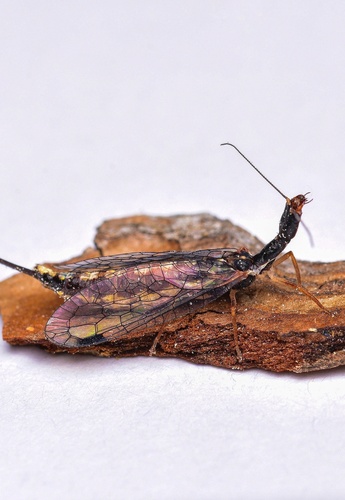 Indianoinocellia pilicornis