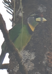 Psilopogon pyrolophus