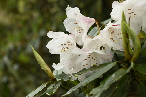 Image of Rhododendron pseudochrysanthum by (c) 曾昱承 Yu-Cheng Zeng, some rights reserved (CC BY)