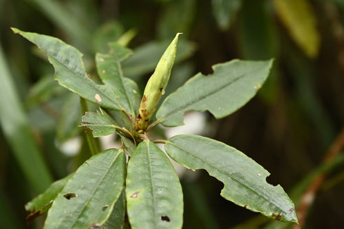 Image of Rhododendron pseudochrysanthum by (c) 曾昱承 Yu-Cheng Zeng, some rights reserved (CC BY)