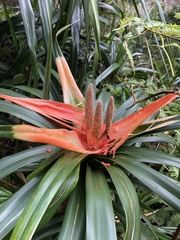 Freycinetia arborea