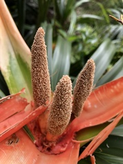 Freycinetia arborea